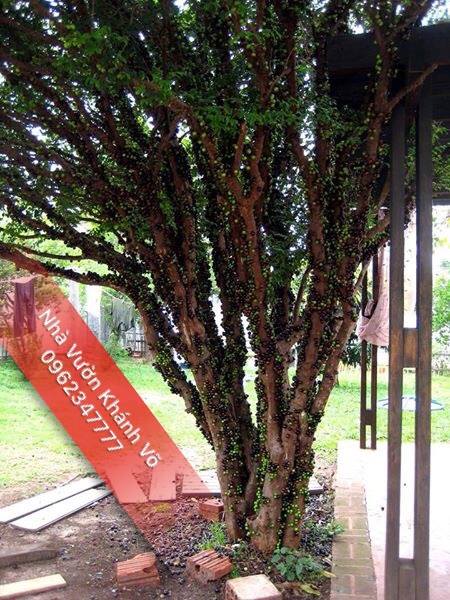 Cây nho thân gỗ Nam Mỹ đang ra trái tại vườn 41736253_153249785617059_6096016923399553024_n