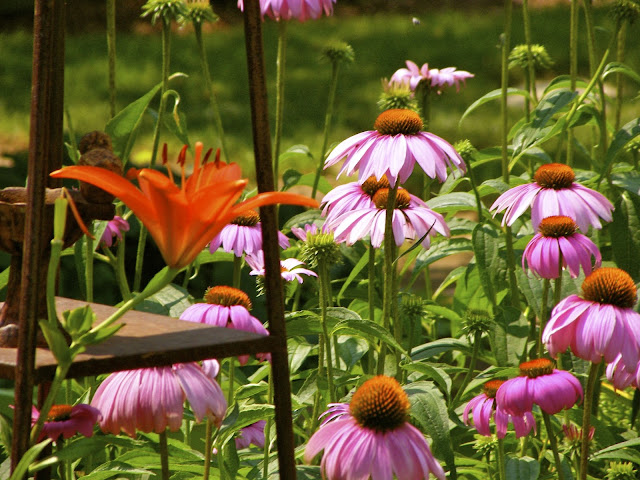 Metal tuteur with orange lilies and purple coneflower..