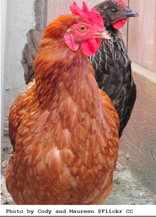 Chickens 12 of the Best Brown EggLayers Big Picture Agriculture