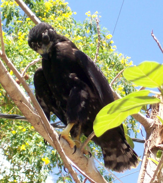 birdwatching Nicaragua