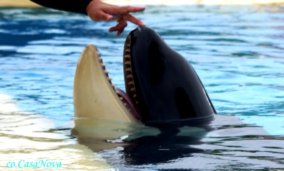 Alles Rund Um Teneriffa Und Casa Nova Orca Adan Aus Dem Loro Parque