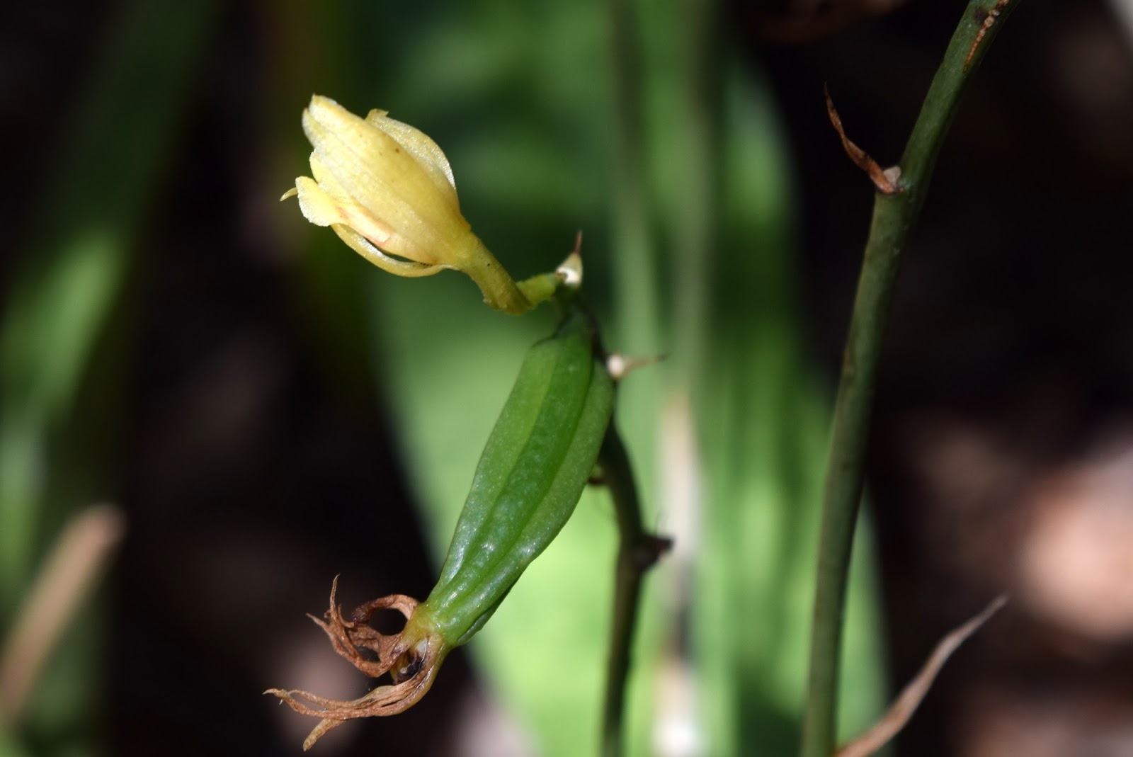 Field Notes and Photos Monk Orchid