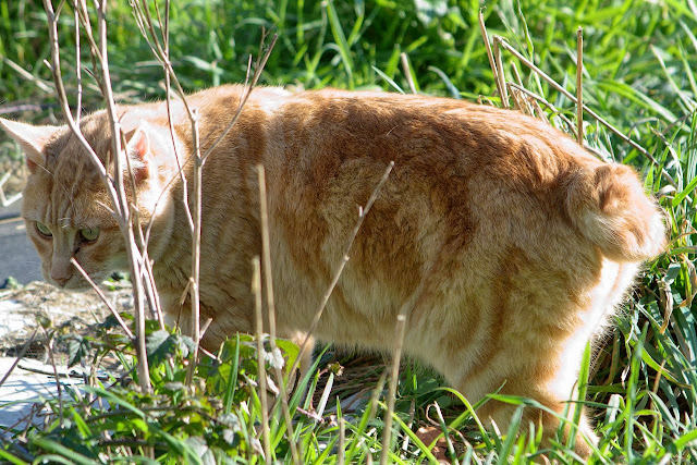 Nan-ch'üan - Nansen, an orange bobtail tabby feral cat