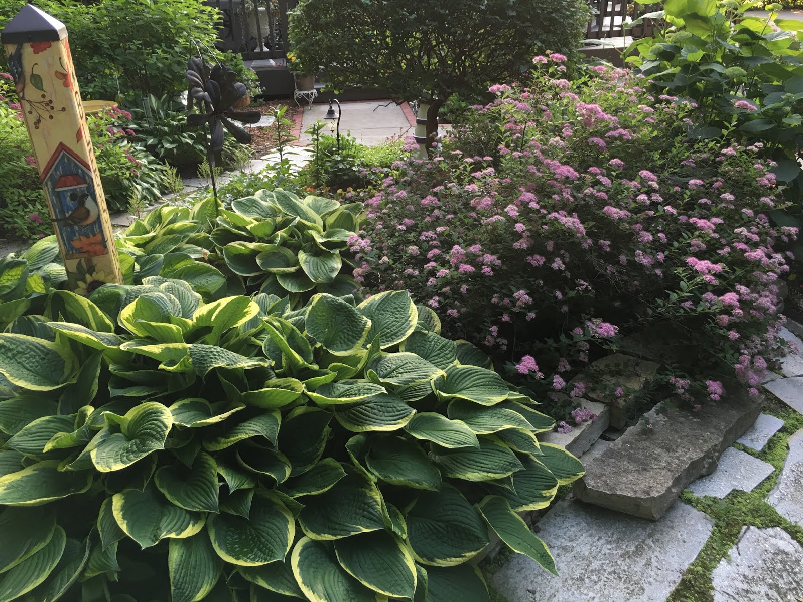 Spiraea Bumalda Stock Photos Spiraea Bumalda Stock Images Alamy