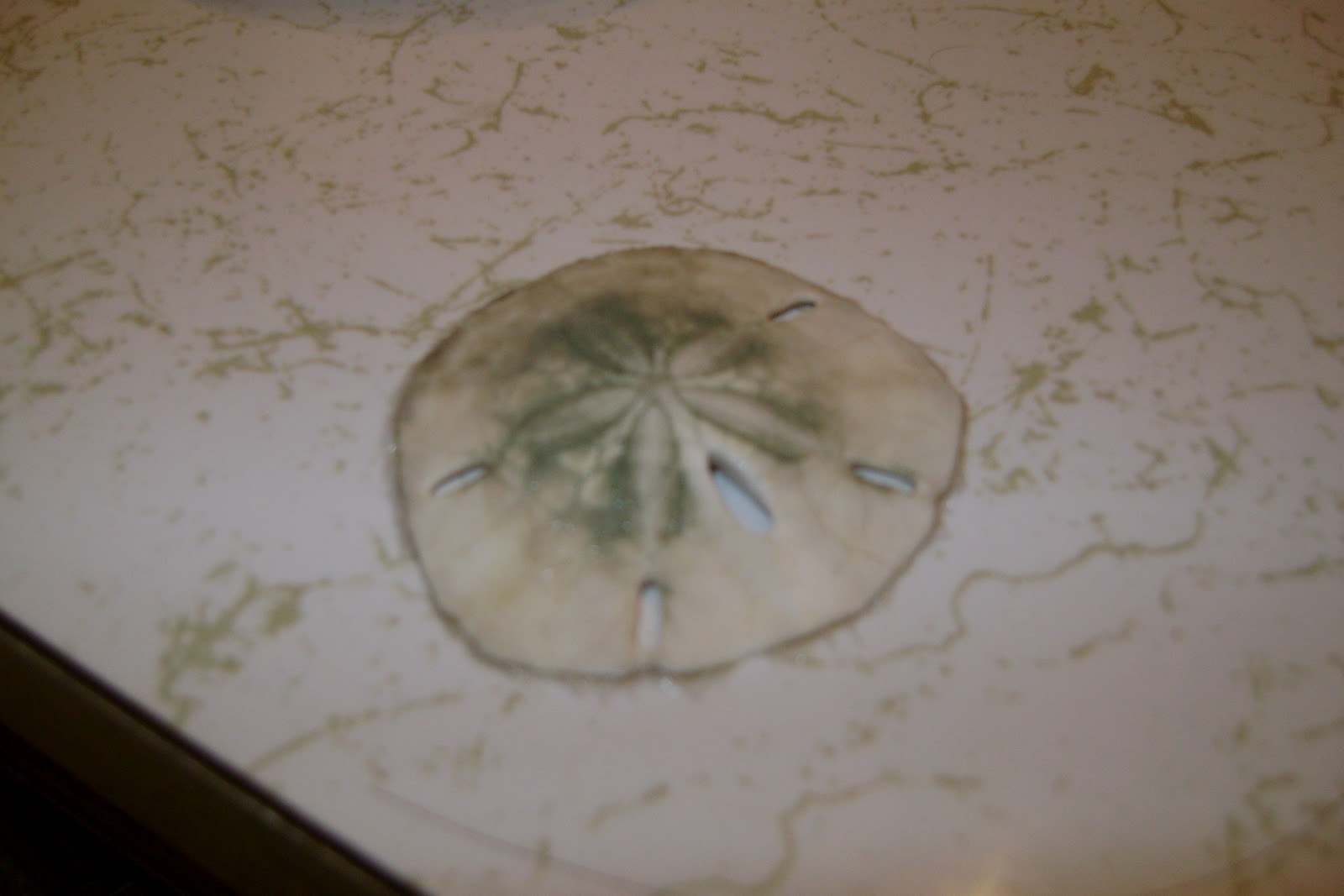 Southern Belle Charm How To Make Sand Dollars White