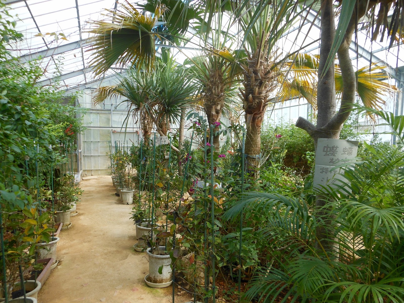 Hokkaido Kudasai Peace Park Butterfly Garden, Okinawa