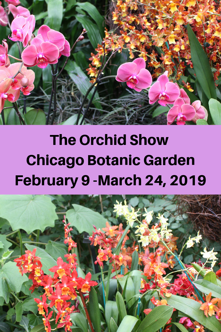 A Little Time And A Keyboard The Orchid Show Returns To Chicago
