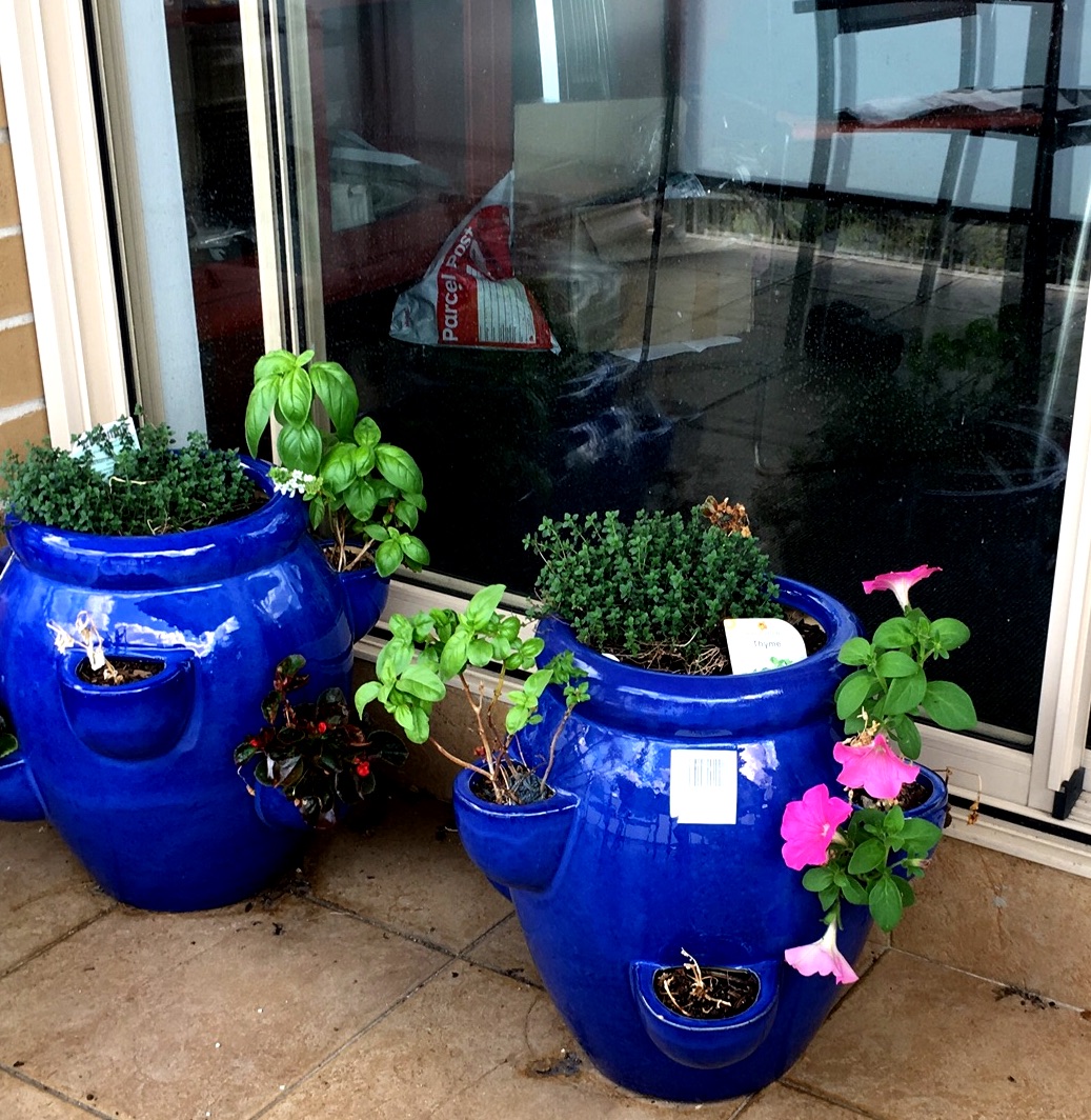 Do You Know Your Flowering Quince