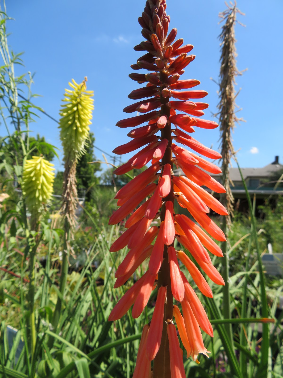 Nursery Visit Xera Plants