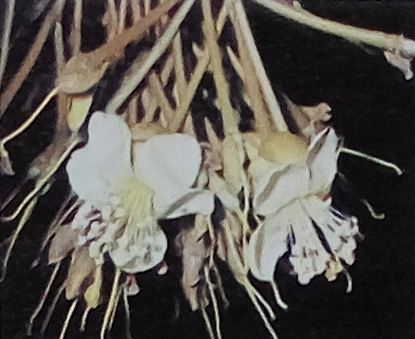 Durian Info Pollination of Durian Flowers