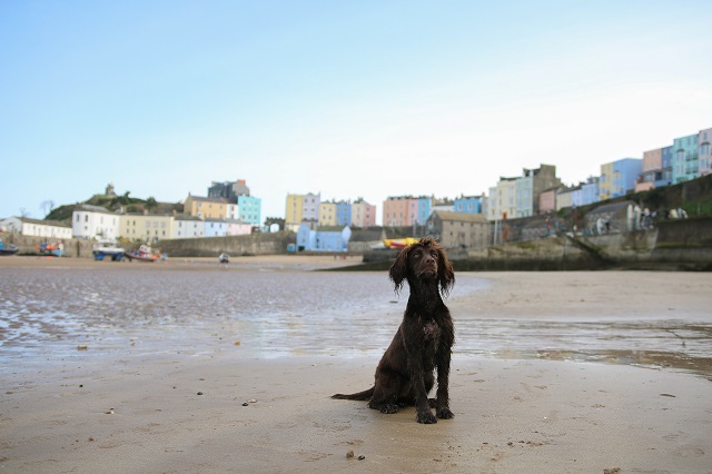 Places to Visit in Pembrokeshire with your Dog
