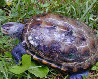 Tempurung Kura-kura Berwarna Putih, Mengapa? - Kuranesia