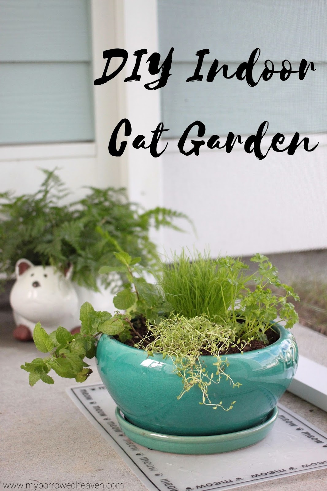DIY Catnip Planter: A Gardening Project for Beginners - Platt Hill Nursery  - Blog & Advice