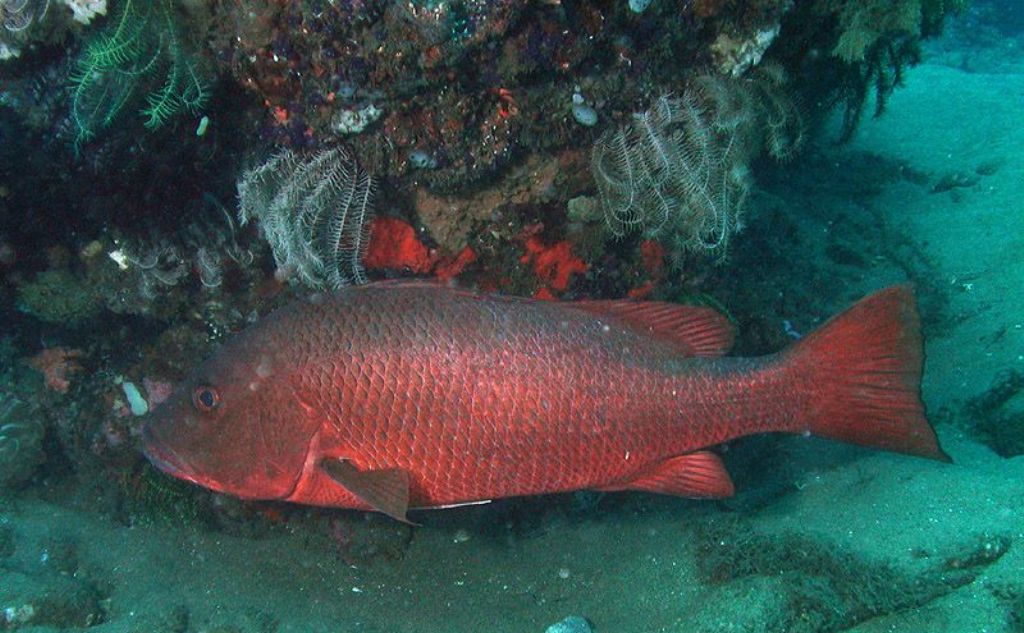 Popular Snapper Fish Species List - Red Snapper Fish, Red Snapper Fish ...