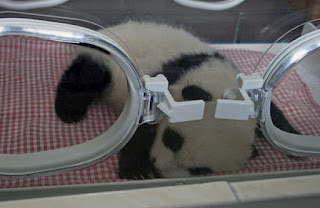 BABY PANDA BEAR IN INCUBATOR