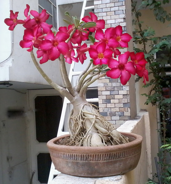 Wholesale Manufacturing Bonsai Adenium Plants Bonsai Adenium Plant