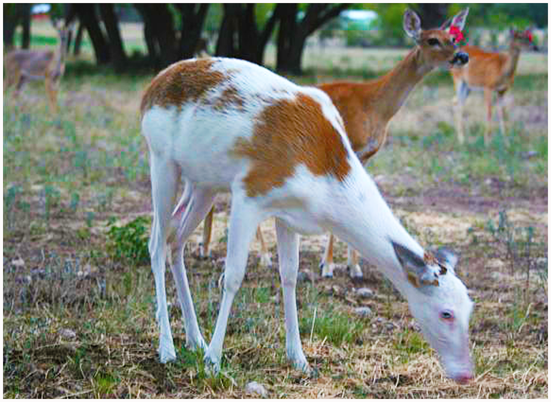 Passport America Site Seers Rockin R RV Park, Brady, TX New Passport