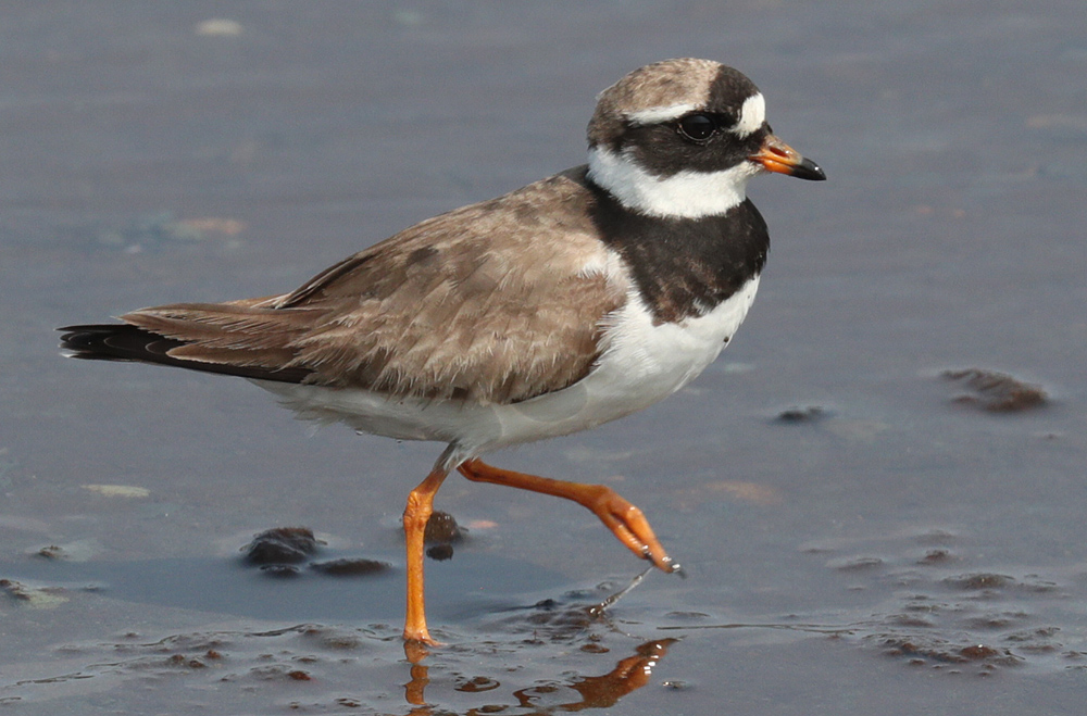The Bruce Mactavish Newfoundland Birding Blog Common Ringed Plover Makes the August Scene