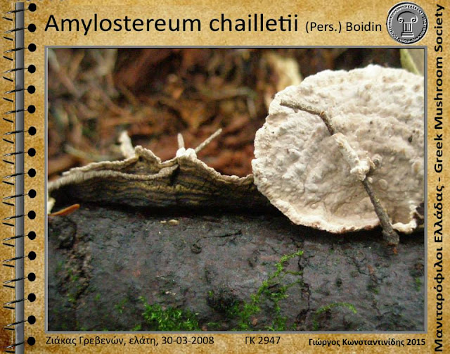 Amylostereum chailletii (Pers.) Bοidin