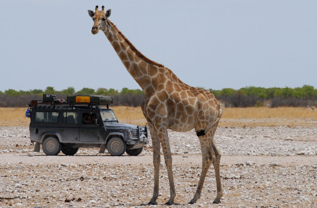 roadtrip door namibië, outjo, usakos, swakopmund, epacha, himba, herero, wildlife of africa, safari namibia, 