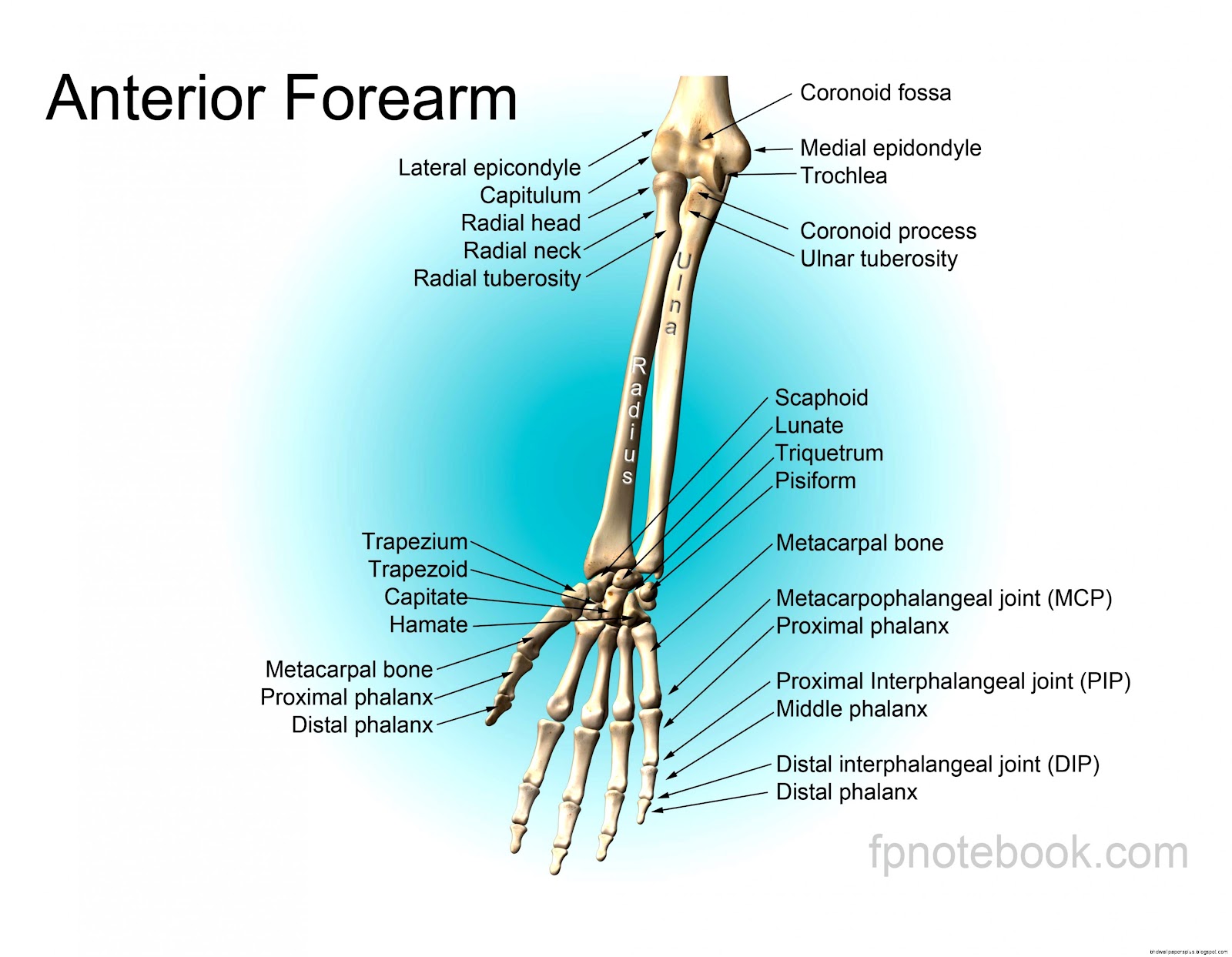 Arm Bone Anatomy Forearm