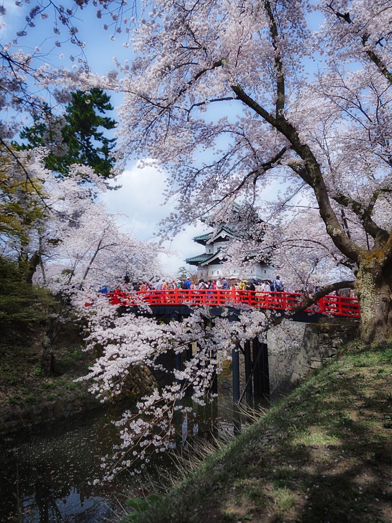 Hirosaki Sakura Cherry Blossom Festival, Japan