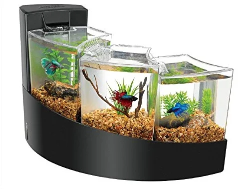 Aquarium Mini untuk Ikan Cupang - Budidaya Ikan Cupang