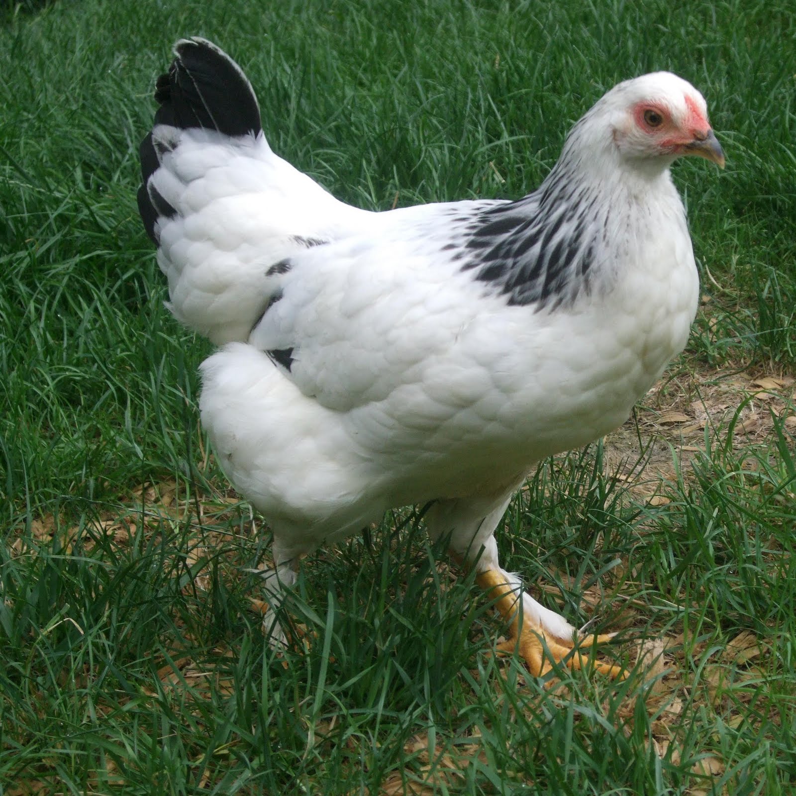 Amazing Features Of Light Brahma Chicken You Need To Know Poultry