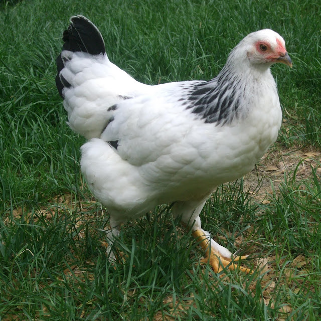 Pam's Backyard Chickens Brahma Chicken Breed Spotlight