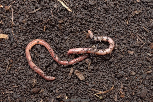 Cacing Tanah