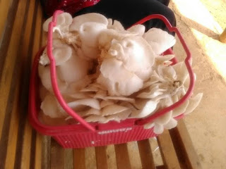 Panen Jamur 04 Mey 2017