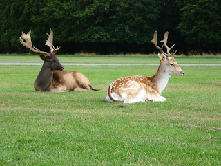 Oh, deer... in Phoenix Park