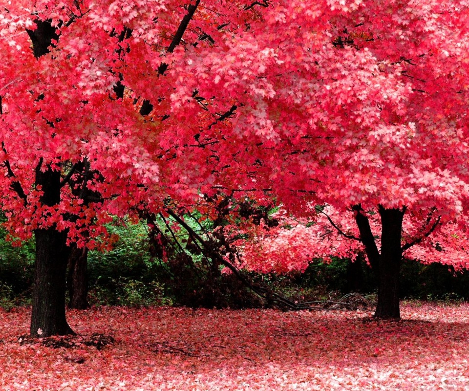 Free Mobile Wallpaper Download Free Wallpaper Samsung Infuse 4G