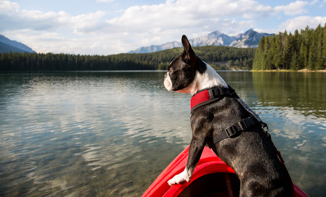 Happy Canada Day! The best blogs for summer reading