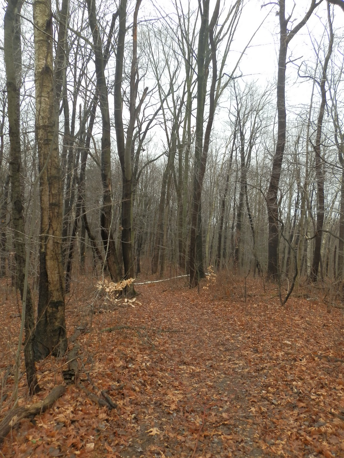 Ridge Berry Farm Arctic Kiwi Trellises