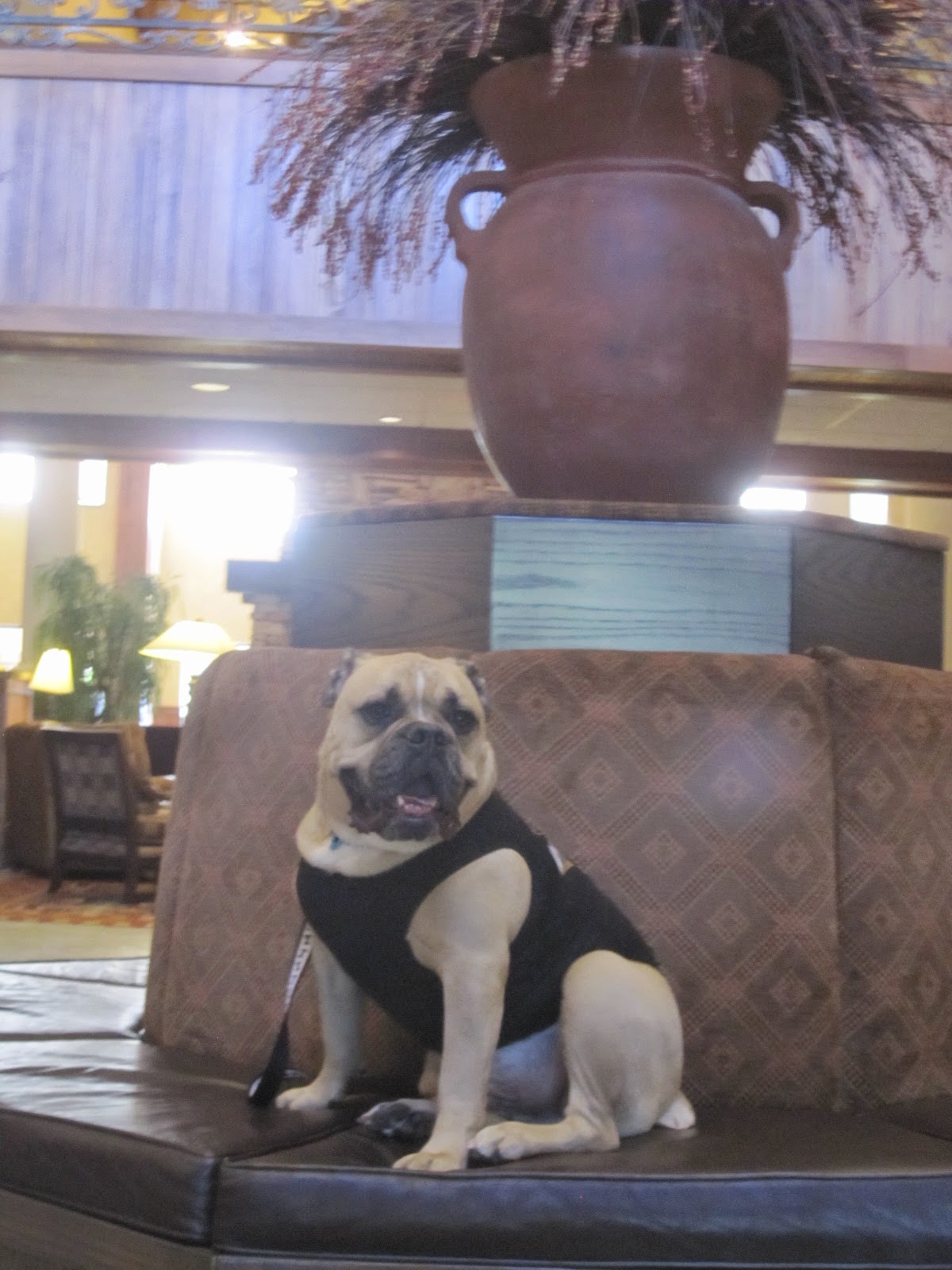 Travelin' Jack's Dog Blog Feelin' the summer heat? Travelin' Jack's