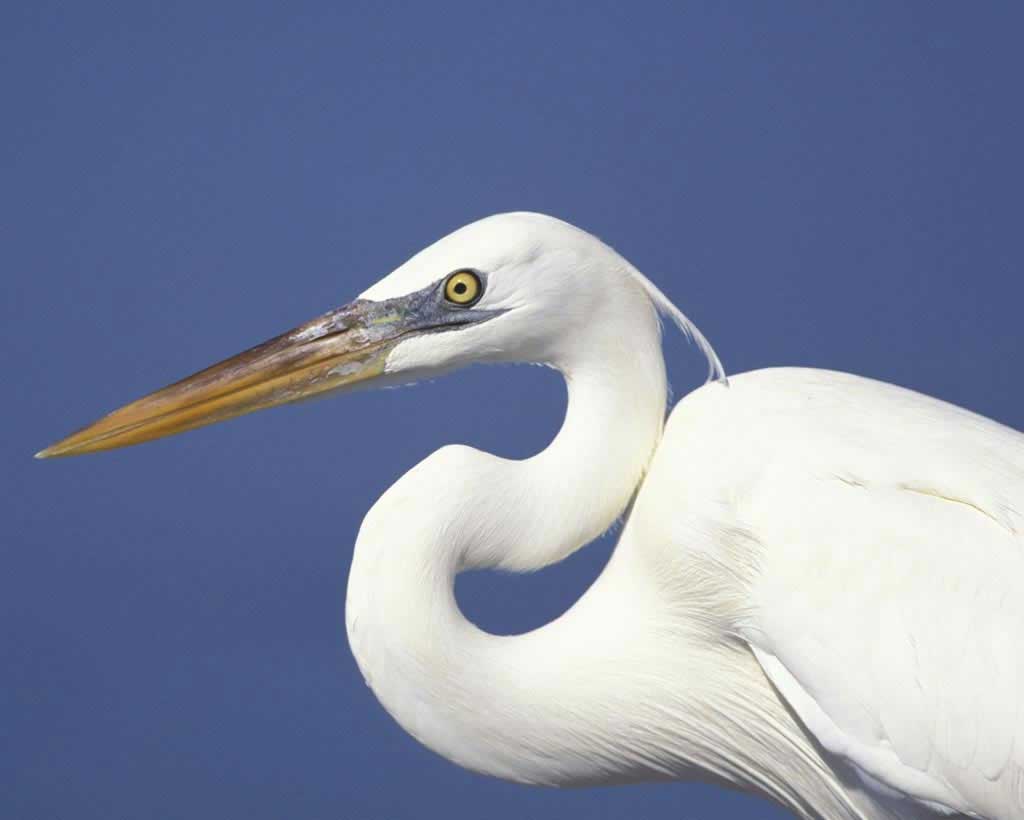 Heron Bird _ बगुला पक्षी Education