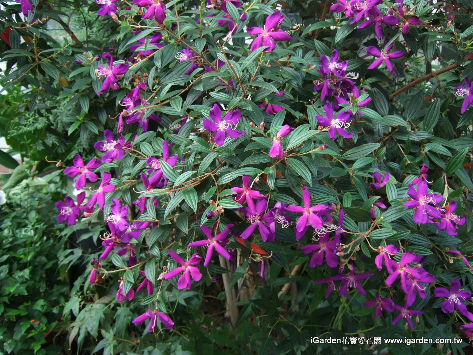 園藝達人栽培術 粉嬌紫艷 野牡丹 園藝部落格 Igarden 花寶愛花園園藝文摘plus