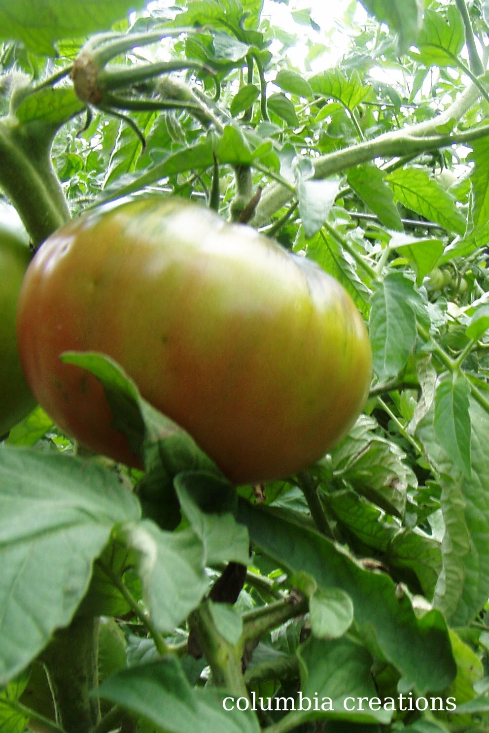 Columbia Creations Cherokee Purple Heirloom Tomatoes