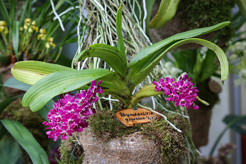 Rhynchostylis Gigantea Tips Merawat Anggrek Ekor Tupai