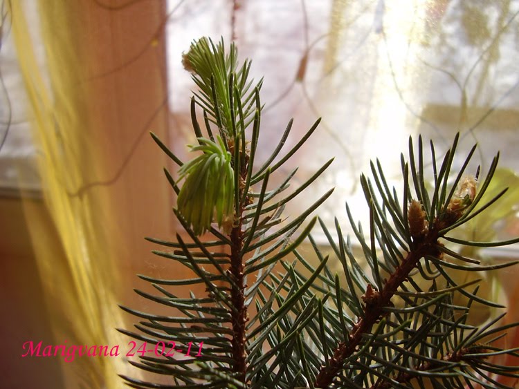 может ли елка пустить корни. пихта фразера черенки. из веток сосны. может ли елка пустить корни. корни елки.