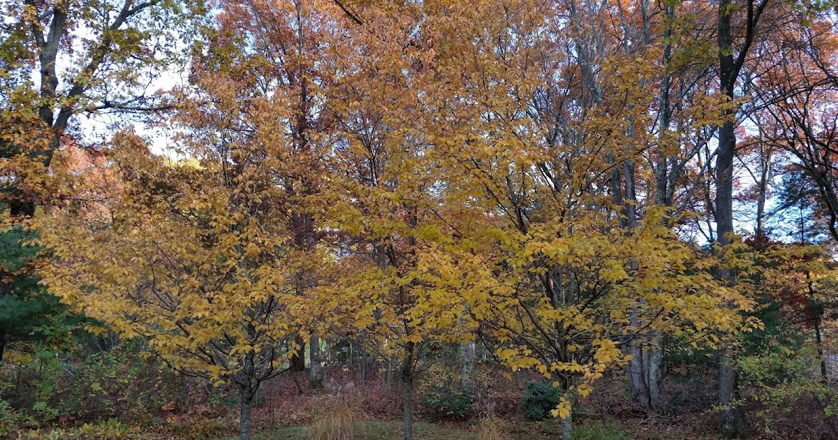 Franklin Matters more Franklin fall foliage photos