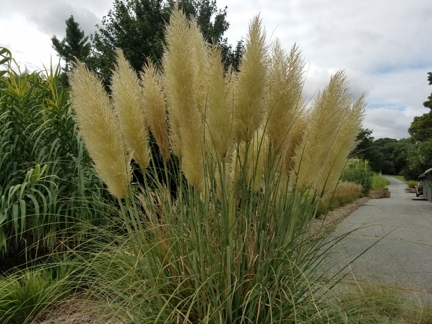Future Plants by Randy Stewart Pampas Grass