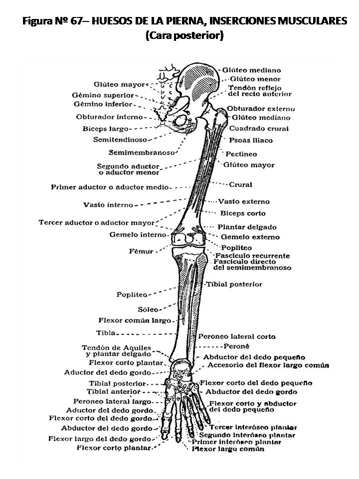 Atlas De AnatomÍa Humana 67 Huesos De La Pierna Inserciones