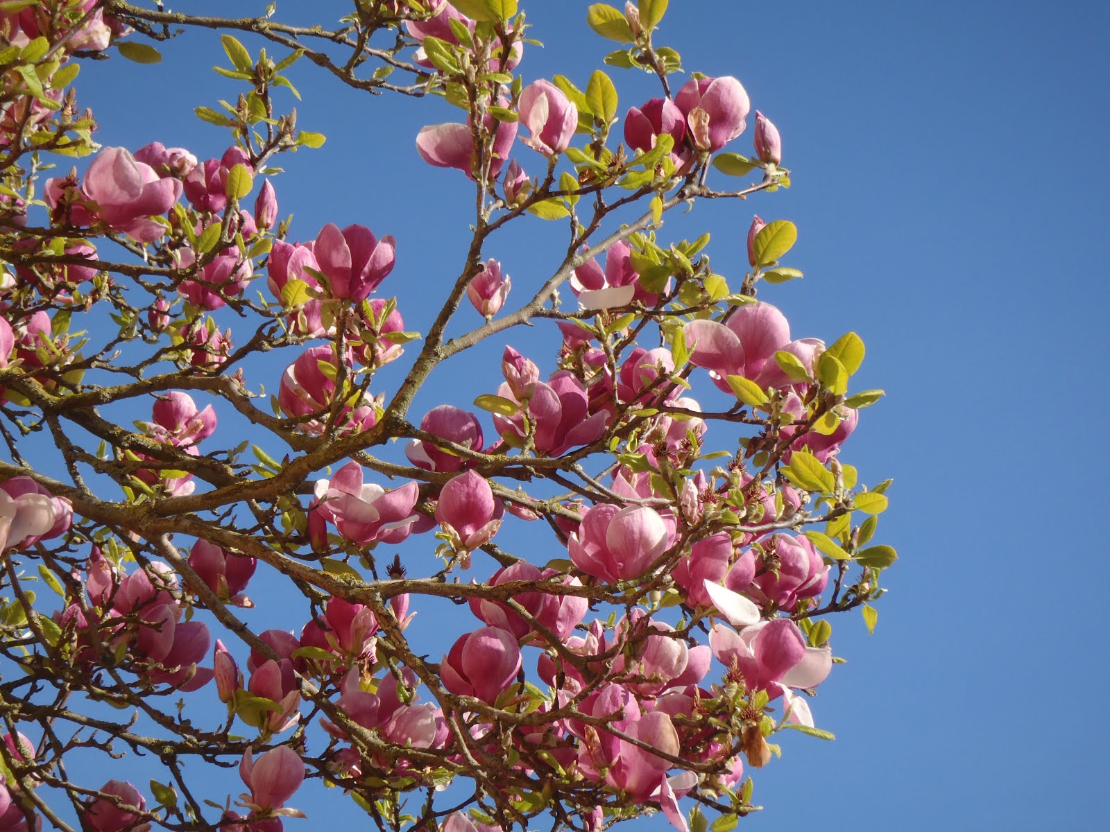 Magnificent Magnolia