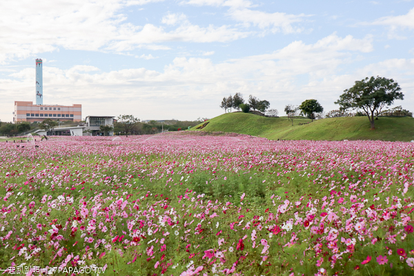 后里花田綠廊大波斯菊花海盛開,賞花拍照順遊棒棒糖花海 后里花田綠廊大波斯菊花海盛開,賞花拍照順遊棒棒糖花海