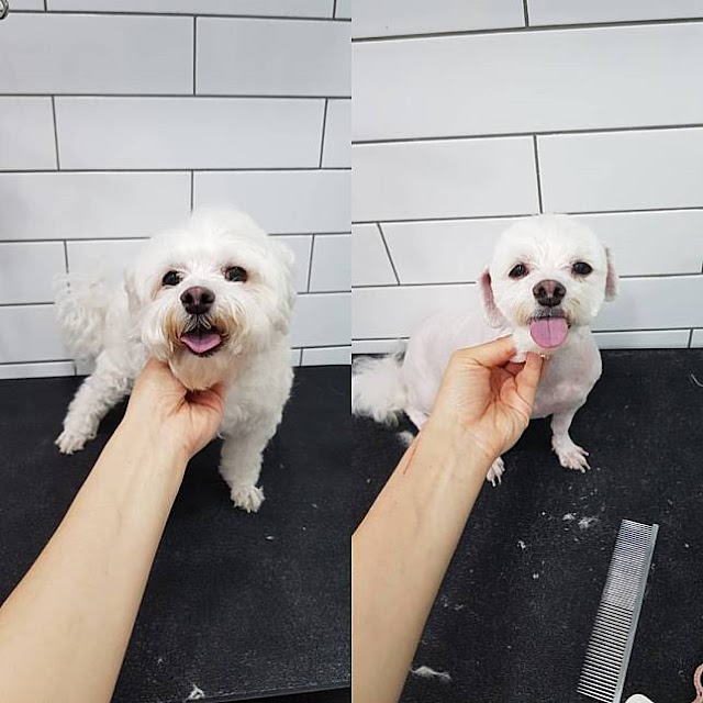 Kasian banget ya lihatnya... Padahal kan anjing-anjing ini belum tentu