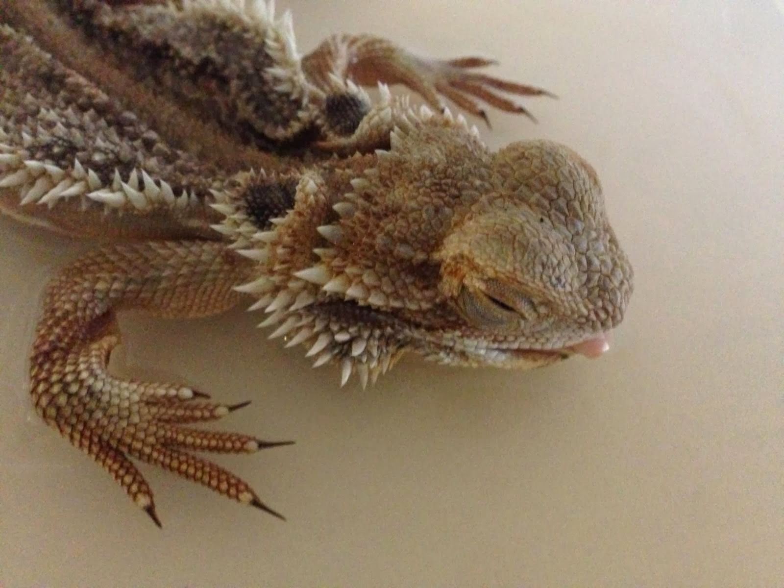 bearded-dragon-rescue-az-8.jpg