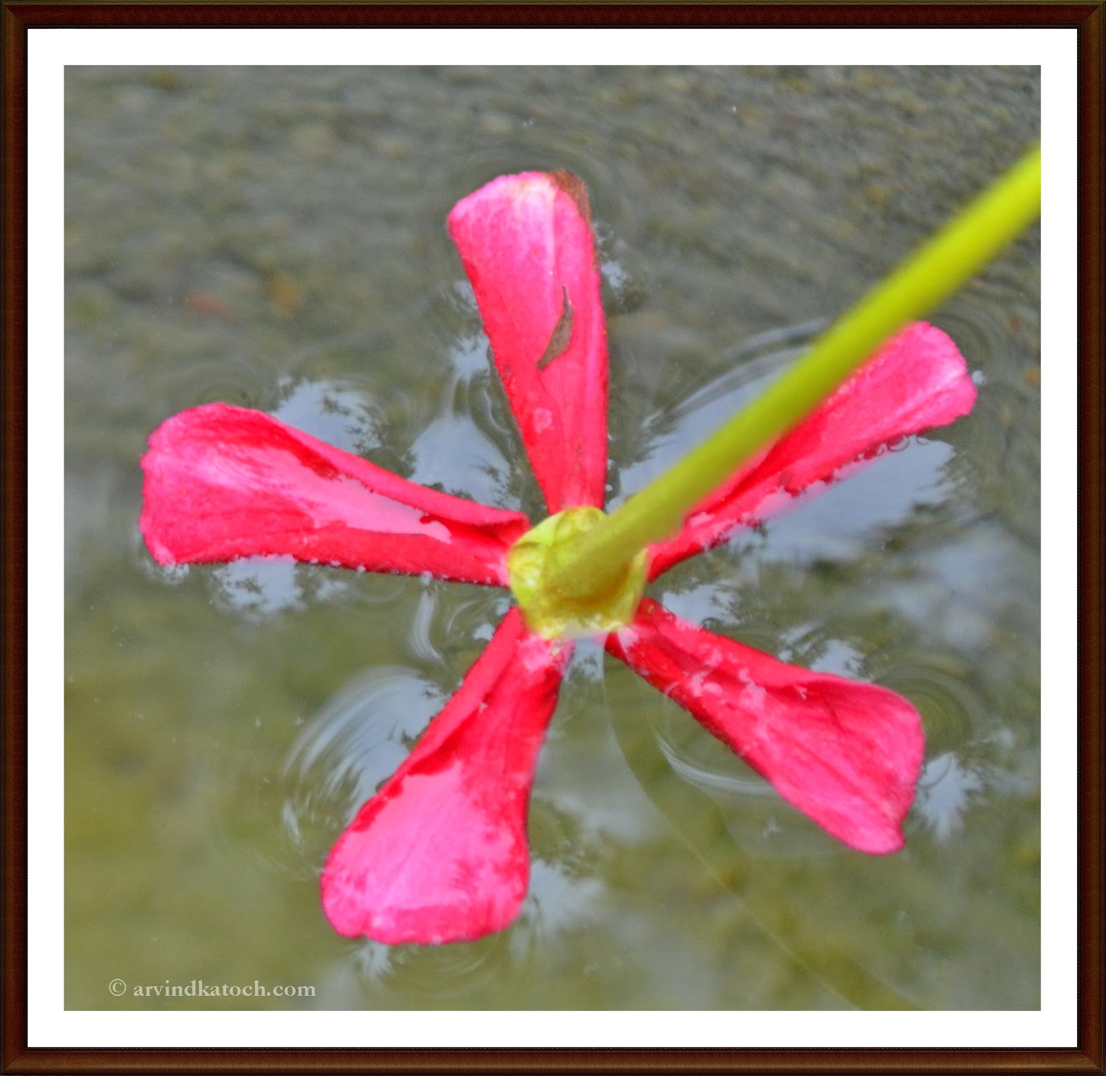 Picture of a Floating Fallen Pink Flower in the water due to Surface