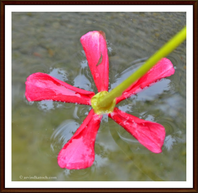 Pink Flower, Surface Tension, water, Surface Tension, floating, 